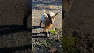 Bouncin around the farm this morning 🌤️🐐🍂 farm farmanimal farming goat kid fy [upl. by Prowel68]