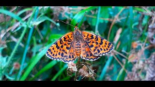 Melitaea Didyma  The Spotted Fritillary or Redband Fritillary [upl. by Vere]