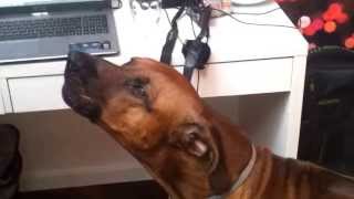 Rhodesian ridgeback howling along to music [upl. by Ytinirt]