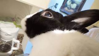 Rabbit excited for food Rabbit ASMR [upl. by Acissaj]