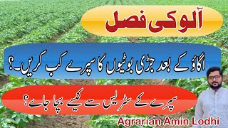 How To Control Weeds From Potato  How To Prevent From Weedicide Effect  Agrarian Amin Lodhi [upl. by Siegler]