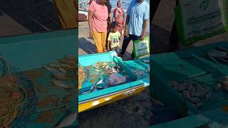 Fish Buying In Chennai Kovalam Beach seafoodchennai [upl. by Ellerrehc247]