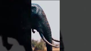 Elephant on SAVANNAH MOVIE [upl. by Charla]