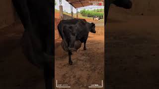 🔴DAIRY COWS Exploring the World of Milk Production and Caring for Happy Cows ✅ Biggest Bulls And Cow [upl. by Paine999]