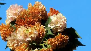 Dombeya Flowering Season EndsDrying Brown Flower Clusters [upl. by Terrence]