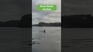 Orcas Disturb Sea Lions [upl. by Maxy575]