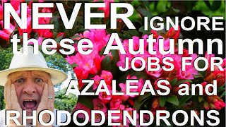 Never Ignore these Autumn Jobs for Rhododendrons and Azaleas [upl. by Anirtep717]