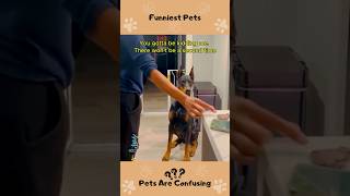 26 Funniest Cats and Dogs Videos 🐱🐶 funny pets shorts [upl. by Ilek]