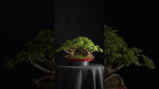 Schefflera Arborícola Tropical Forest Bonsai 😍🌿😱 bonsai bonsaitree bonsailover garden [upl. by Johann]