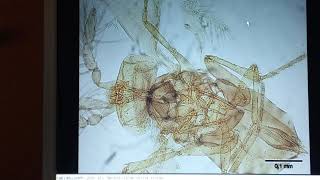 Trichogramma evanescens Egg Parasitoids of Butterflies amp Moths Biocontrol of Pests of Agriculture [upl. by Ynnej]