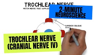 2Minute Neuroscience Trochlear Nerve Cranial Nerve IV [upl. by Leuamme]