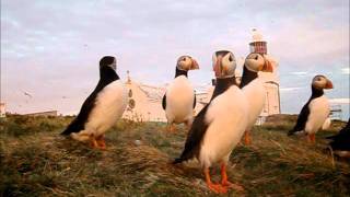 Dance of the Puffins [upl. by Yenobe86]