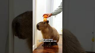 The gentlest animal in the worldyoutubeshorts shorts animal rescue capybara [upl. by Caspar863]