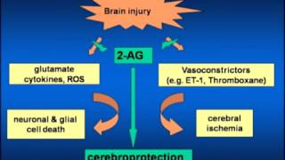 Brain Trauma Neuroprotection amp Cannabinoids [upl. by Garzon747]