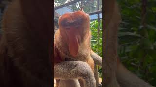 Nasalis Larvatus  Meet the Hilarious Nasal Call of the Proboscis Monkey cutepets [upl. by Menard]