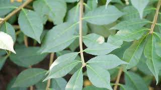 Euonymus alatus  Winged Euonymus [upl. by Airdnas]