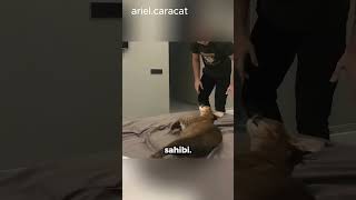 Aşırı Agresif Kedi Sahibi Gelince Özüne Dönüyor 🐈 arielcaracat [upl. by Joletta168]