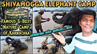 🐘FAMOUS ELEPHANT CAMP OF KARNATAKA SHIVAMOGGA SAKREBYLU  20 Captive Elephants  Naveen Kumar [upl. by Suoirrad609]