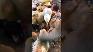 Baby CHICKS FIGHT Over Food [upl. by Hwu]