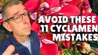 Indoor Cyclamen 11 Mistakes to AVOID [upl. by Saticilef]