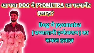 Best treatment of pyometra in dog  Pyometra signs symptom diagnosis amp treatment full information [upl. by Aicella]