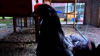 Olive Egger Roosters trying to crow 11 weeks old [upl. by Lletnwahs]