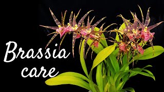 How to grow and care for Brassia orchids and its hybrids  Basic requirements for blooms and growth [upl. by Lindemann]