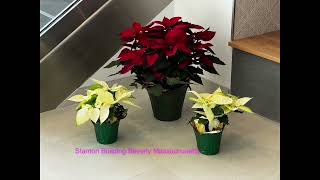 Holiday Touch of Christmas and Holiday Cheer by Plantscape Designs Inc Burlington MA [upl. by Ramoh]