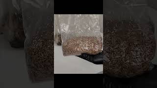 🍄 Grain Spawn Bags The Good😇 The Bad😈 The Ugly💩 substrate mycology mushroom diy [upl. by Annam505]