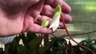 HOW TO POLLINATE HELIAMPHORA CARNIVOROUS PITCHER PLANT FLOWERS [upl. by Sutphin]