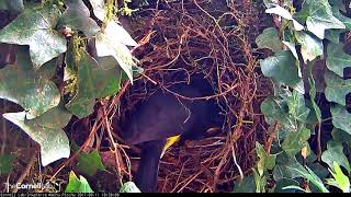 Quick Meal And Brooding For Slatethroated Redstart Nestlings –Sept 11 2017 [upl. by Ambur]