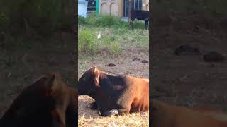 Crows picking ticks from a cow  Removing ticks  Birds help animals  crows removing ticks [upl. by Akins562]