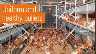 Efficient egg production in laying aviaries  NATURA rearing [upl. by Noynek]