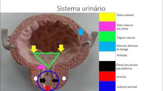 Sistema Genitourinário  Urinario [upl. by Schuyler]