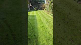 Scarifying and aerating THIS lawn to keep it LUSH [upl. by Saxe324]