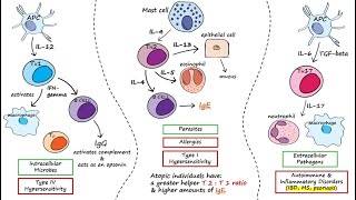 Helper T Cells [upl. by Ymmik]