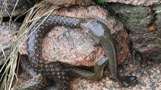 Snake vs Catfish tugofwar over a live fishKanha National Park [upl. by Glennon]