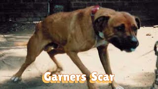 Garner’s Scar ROM pitbulls apbt pitbulldog [upl. by Pepita829]