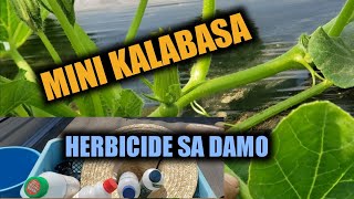 Mini Kalabasa Damo Herbicide Spray [upl. by Setarcos]