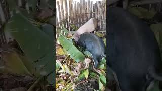 Banana leaf eating pigAlternative feed Nepali village [upl. by Luhem]