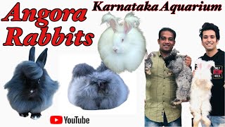 Angora Rabbit  Exotic Pets  Karnataka Aquarium  Angora Rabbits in India  Angora Rabbits Love [upl. by Onavlis546]