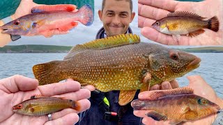 Summer Sea Fishing  How to catch Wrasse  Wrasse Grand Slam Challenge Completed [upl. by Zetrac]