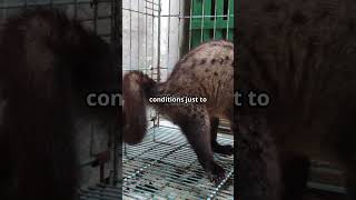 The Shocking Truth About Kopi Luwak Coffee cooffee civet kopiluwak [upl. by Declan]