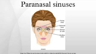 Paranasal sinuses [upl. by Nwahsirhc]