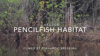 Pencilfish Habitat [upl. by Liew]