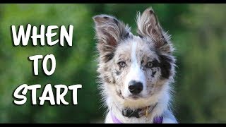 When to Start Training Your New Puppy  Puppy Training  Training Puppies [upl. by Anaidiriv]