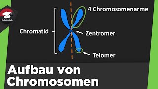 Aufbau von Chromosomen einfach erklärt  Form Chromatin Spiralisierung der DNA  Zusammenfassung [upl. by Enaed862]