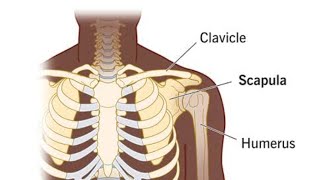 lets understand clavicle physio anatomy clavicle [upl. by Gurolinick888]