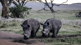 Botswana  138 rhinocéros tués par les braconniers [upl. by Adlesirg]