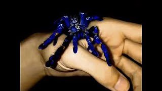 Have You Ever Seen a Blue Tarantula  ViralHog [upl. by Linda]